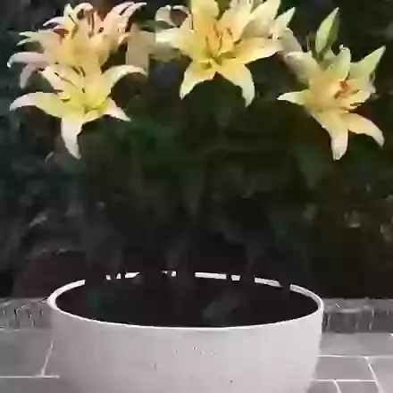 Oriental Lilies for Pots
